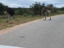 Why did the ostrich cross the road?
