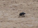 flightless dung beetle
