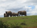 a family of elephants in Addo